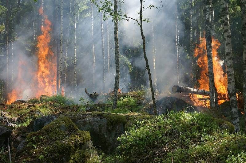 Interdiction de faire des feux à ciel ouvert en forêt en Estrie